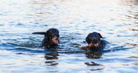 HUNDE Slideshow (11)