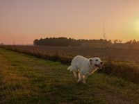 HUNDE Slideshow (13)